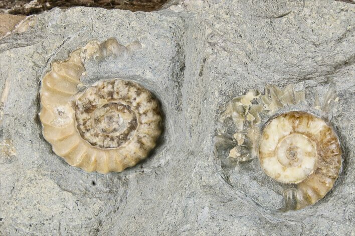 Two Fossil Ammonites (Promicroceras) - Lyme Regis #166647